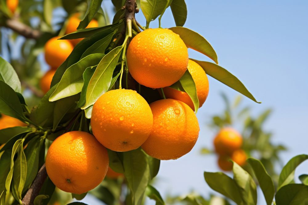 Grapefruit orange plant tree. 