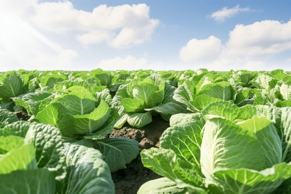Vegetable field backgrounds outdoors. AI generated Image by rawpixel.