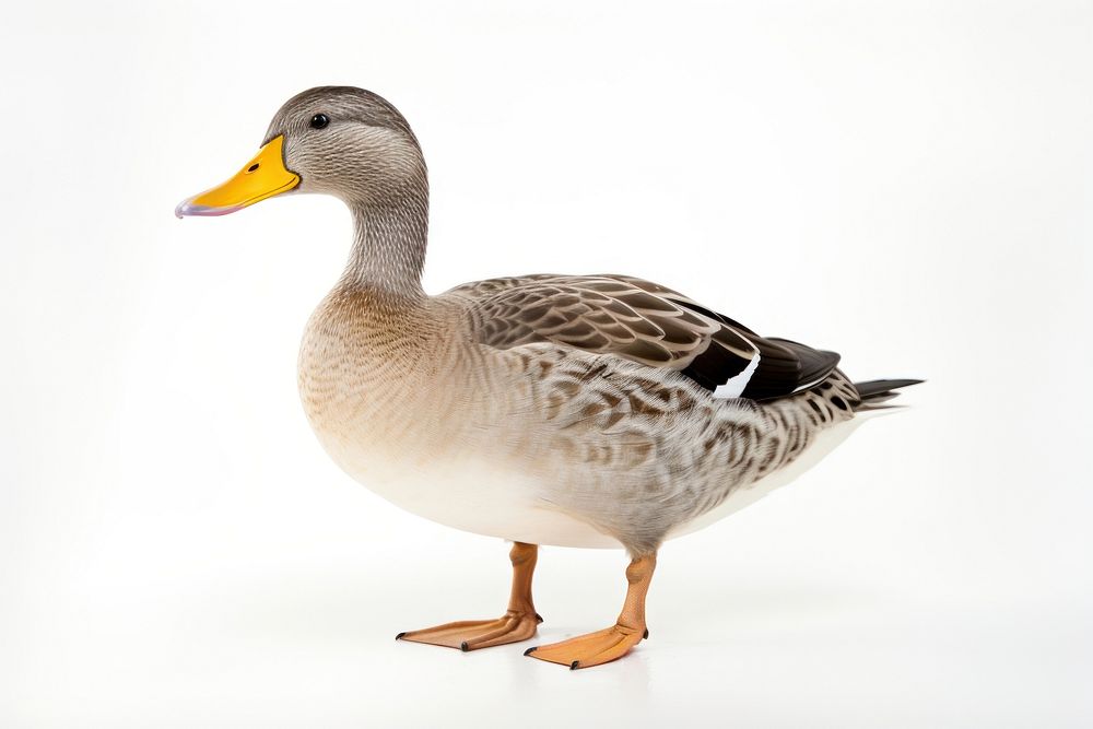 Animal duck goose bird. AI generated Image by rawpixel.