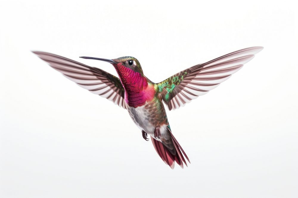 Hummingbird animal flying white background. AI generated Image by rawpixel.