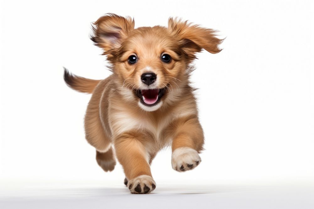 Puppy running mammal animal. 