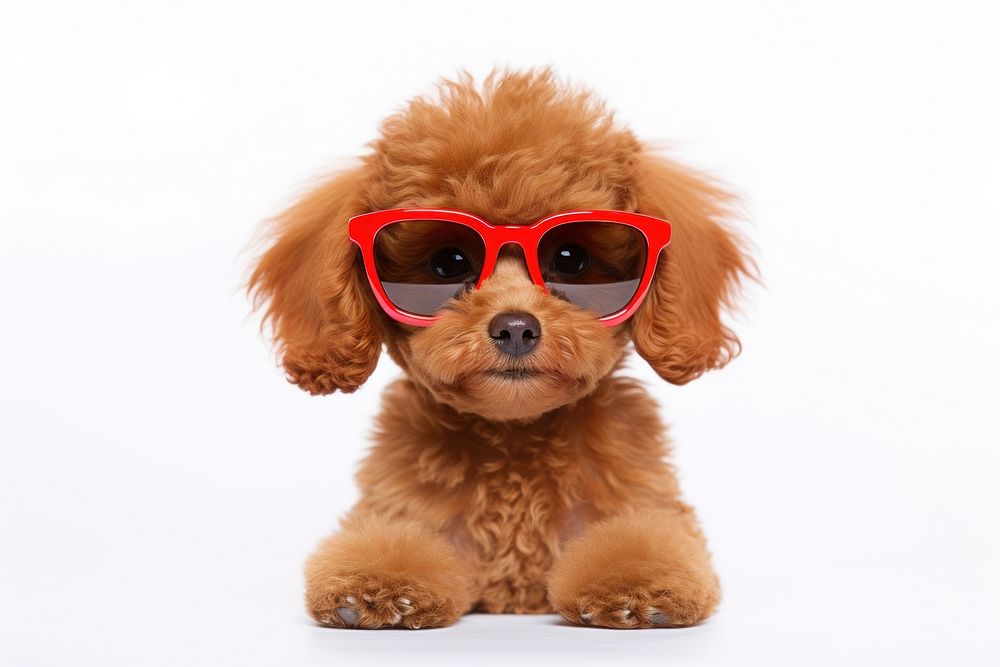 Poodle puppy sunglasses mammal. 