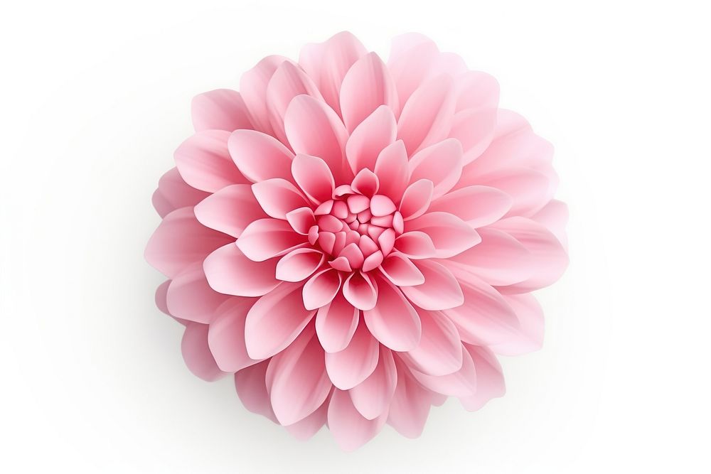 Flower chrysanths blossom dahlia. AI generated Image by rawpixel.
