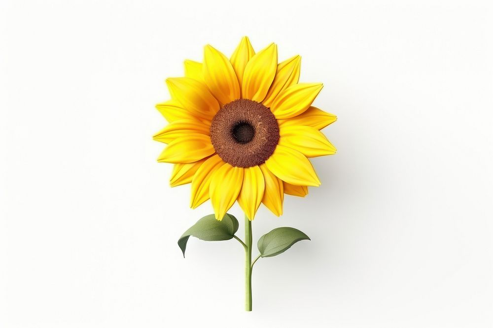 Sunflower blossom plant white background. AI generated Image by rawpixel.