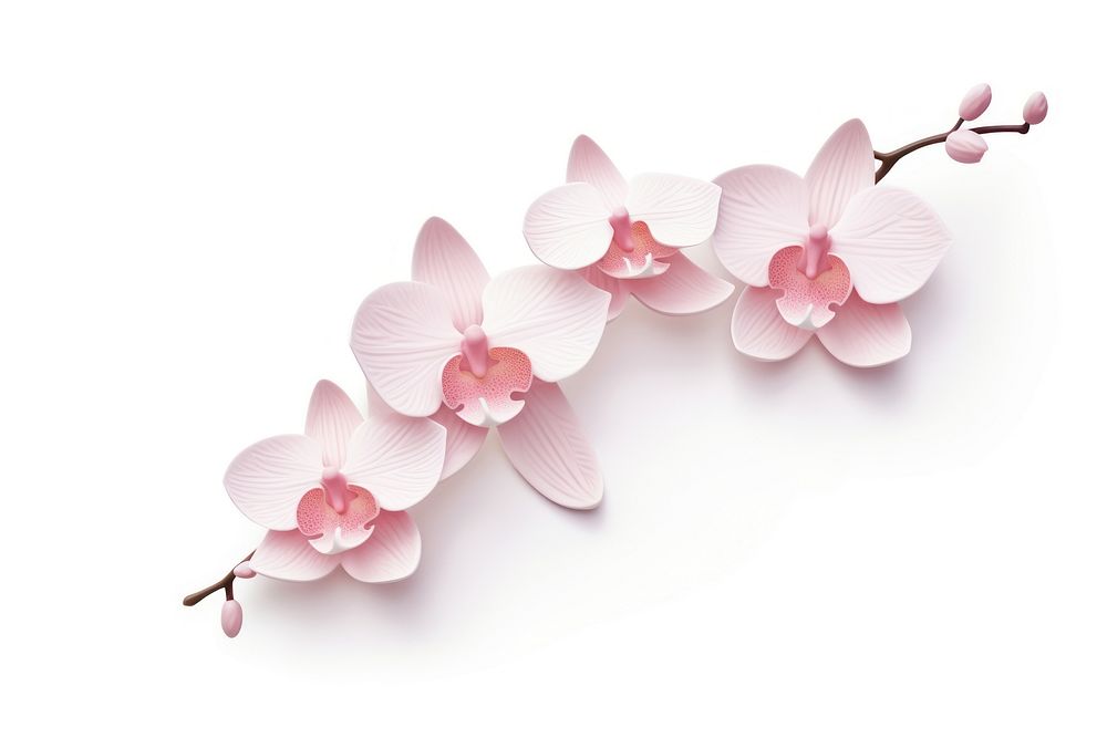 Blossom flower orchid plant. AI generated Image by rawpixel.
