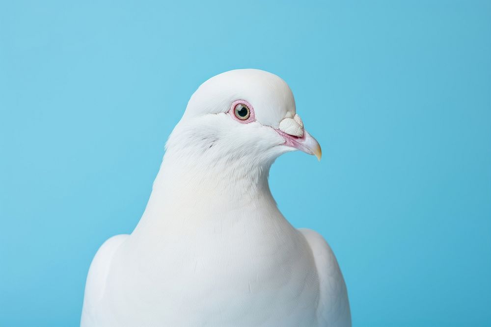 White pigeon animal bird wildlife. AI generated Image by rawpixel.