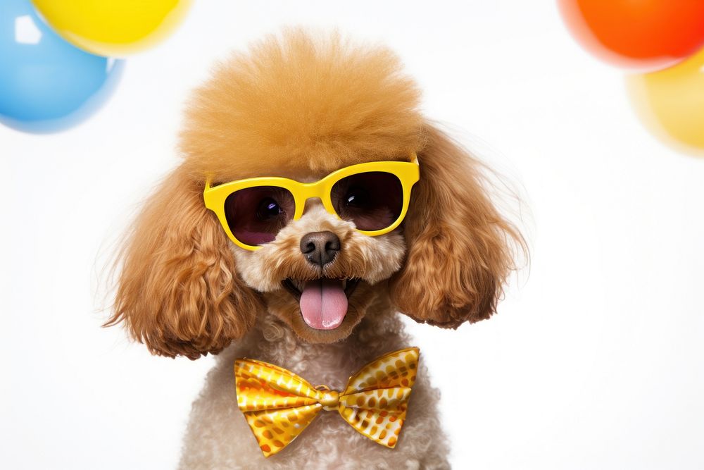 Sunglasses mammal animal poodle. AI generated Image by rawpixel.
