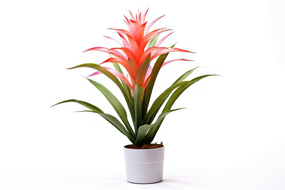 Aechmea plant flower xanthorrhoeaceae white background. AI generated Image by rawpixel.