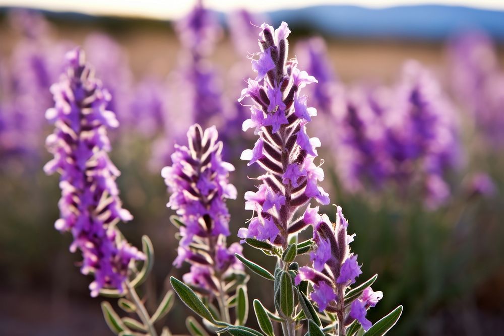 Flower lavender blossom purple. 