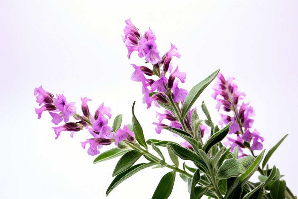 Flower lavender blossom purple. AI generated Image by rawpixel.