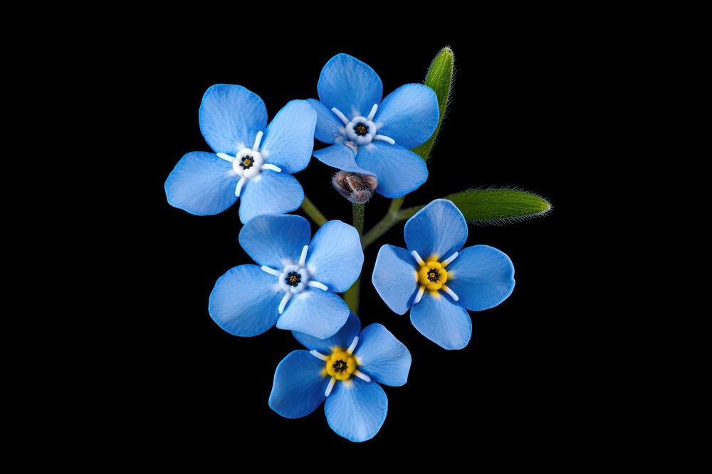 Forget-me-not flower blossom petal plant. AI generated Image by rawpixel.