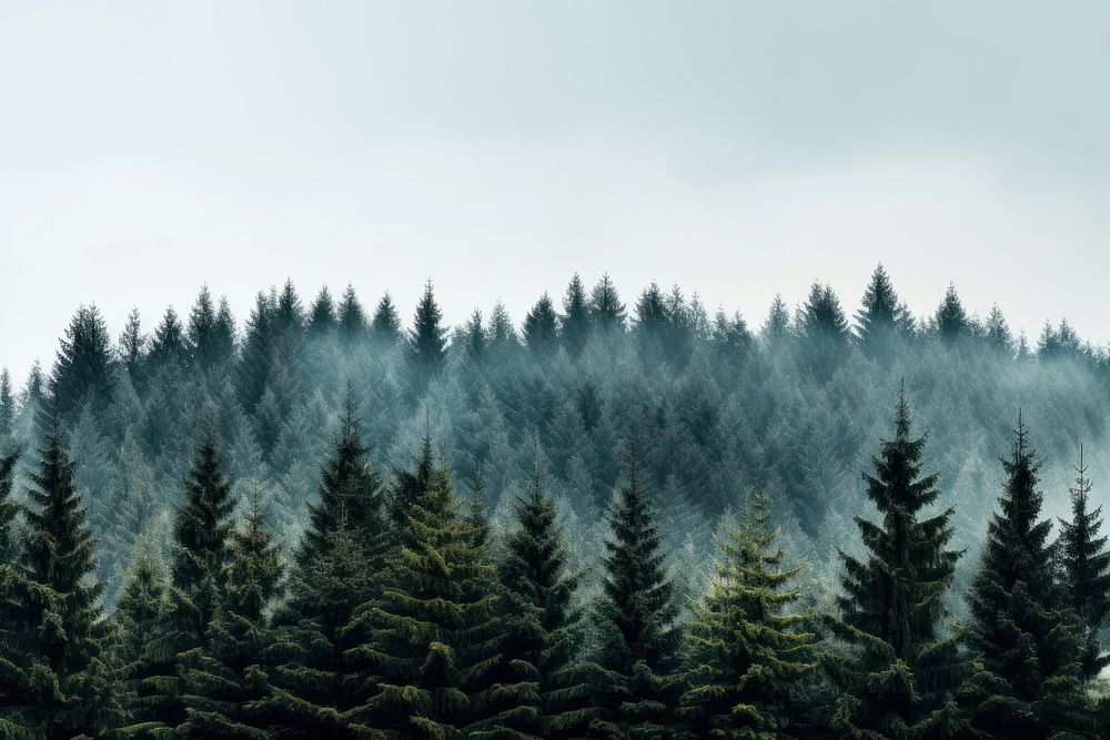 Forest tree outdoors woodland. AI generated Image by rawpixel.