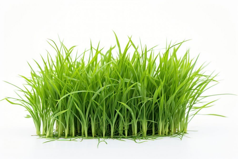 Bermuda Grass grass plant food. AI generated Image by rawpixel.