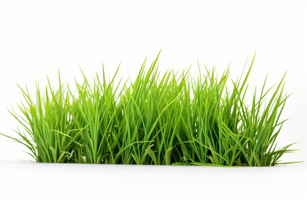 Bermuda Grass grass plant lawn. AI generated Image by rawpixel.