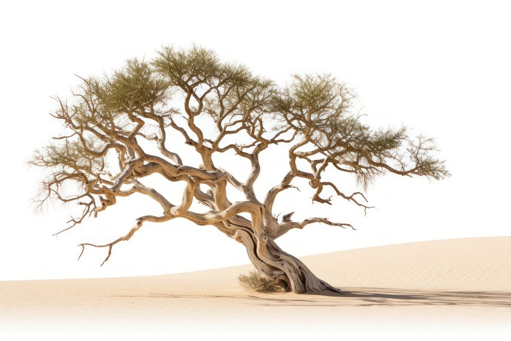 Tree outdoors nature desert. AI generated Image by rawpixel.