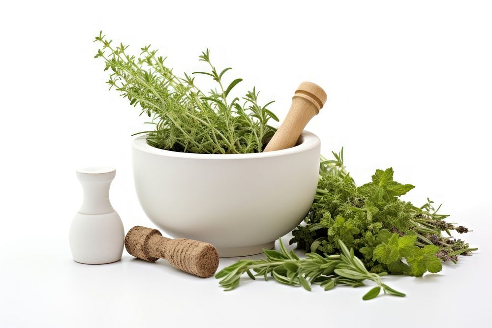 Herbs plant white background studio shot. 