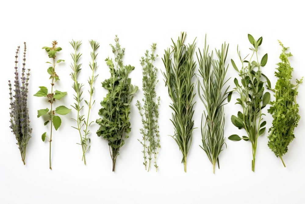 Herbs plant leaf white background. 