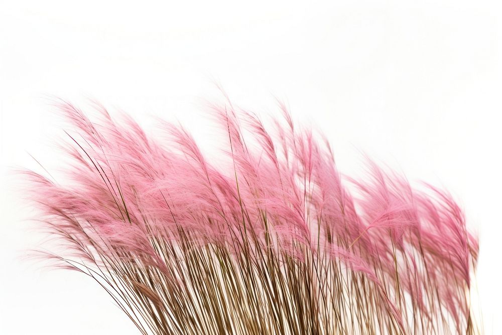 Grass plant fragility fireworks. AI generated Image by rawpixel.