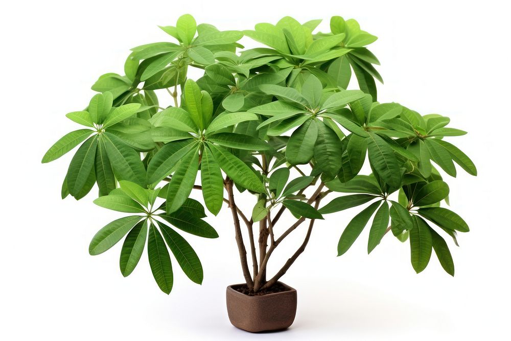 Schefflera bonsai plant leaf. AI generated Image by rawpixel.
