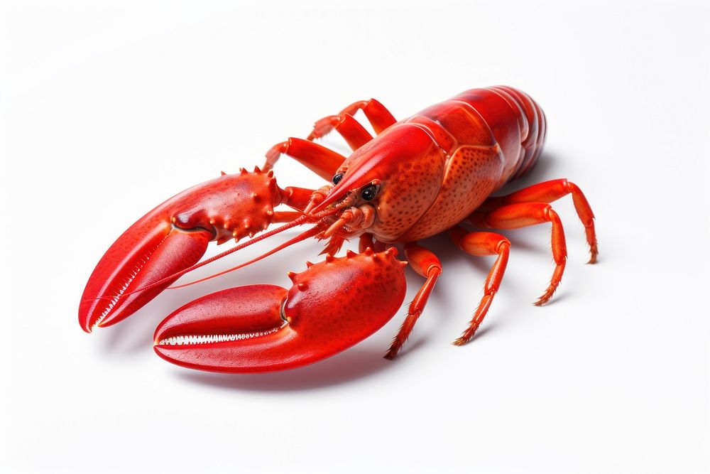 Lobster seafood animal white background. AI generated Image by rawpixel.