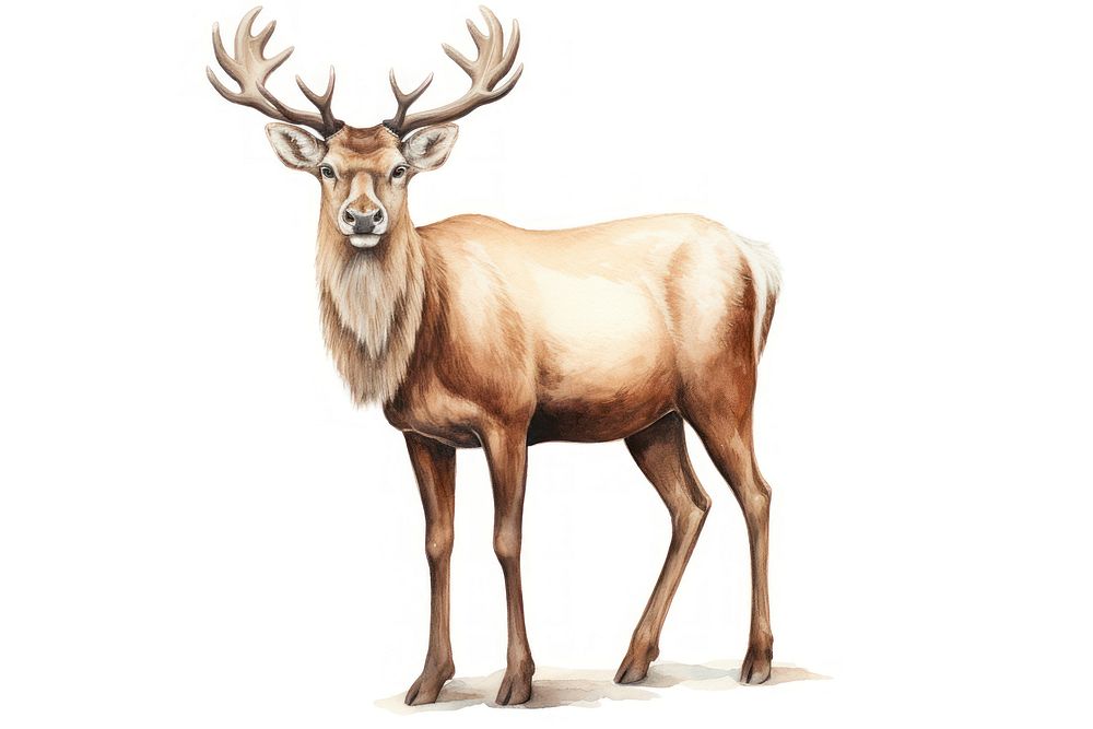 Wildlife animal mammal nature.