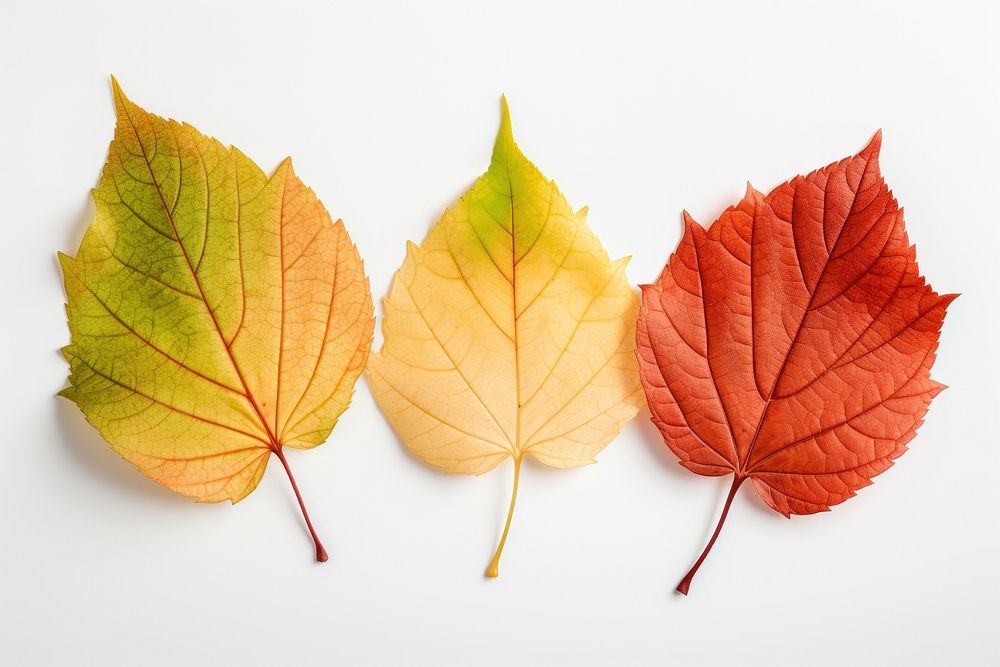 Autumn leaves plant green. AI generated Image by rawpixel.