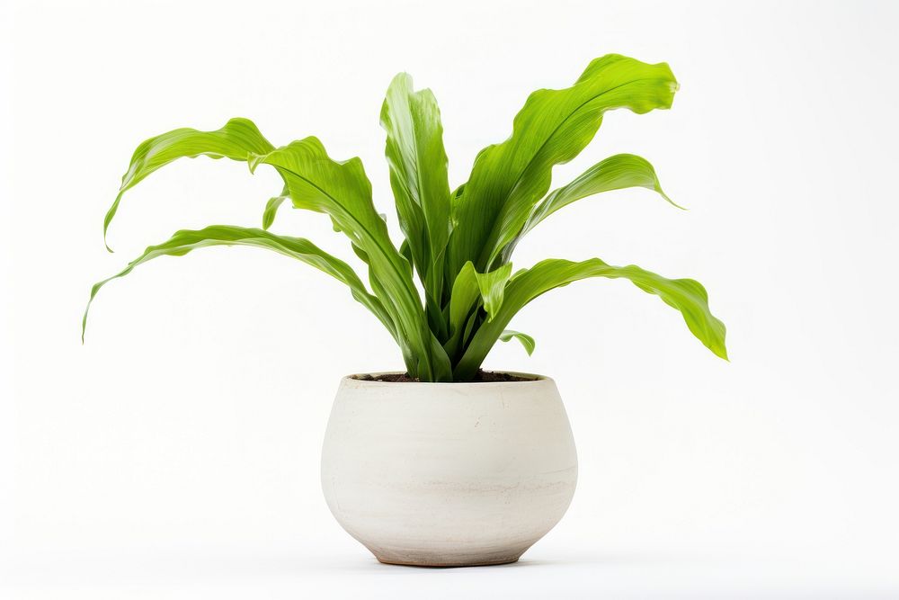 Plant houseplant leaf vase. AI generated Image by rawpixel.