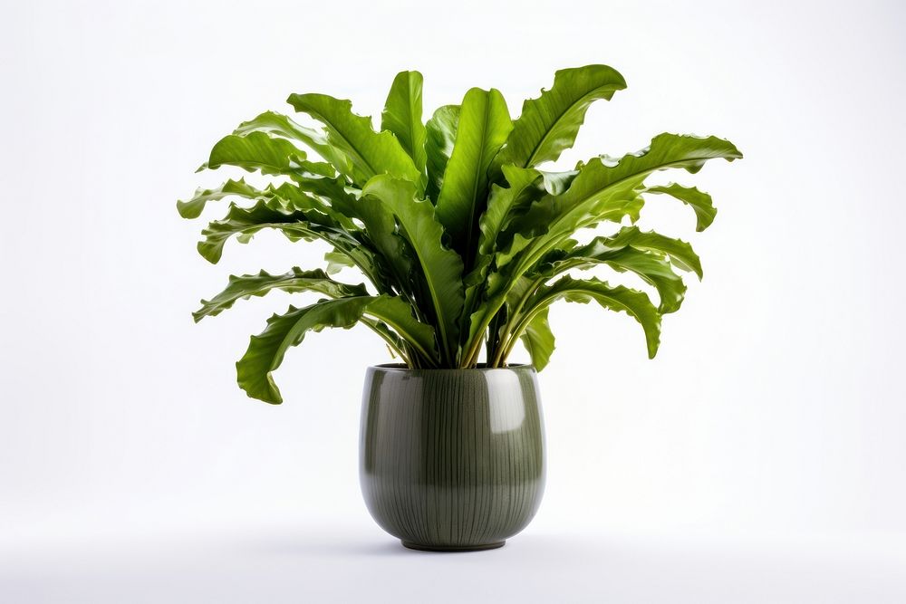 Plant houseplant leaf fern. AI generated Image by rawpixel.