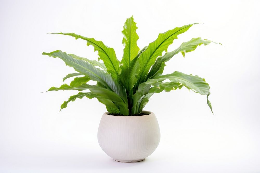 Plant leaf vase fern. AI generated Image by rawpixel.