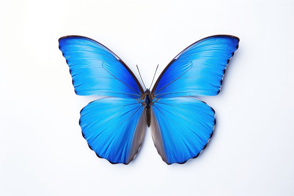 Butterfly animal insect blue. AI generated Image by rawpixel.