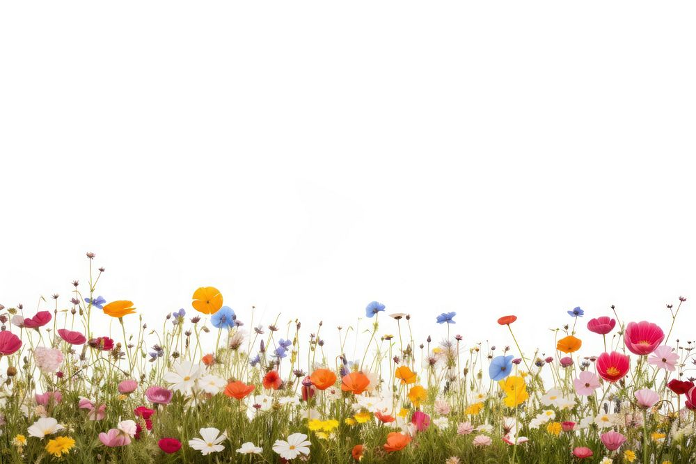 Flower field backgrounds grassland. AI generated Image by rawpixel.