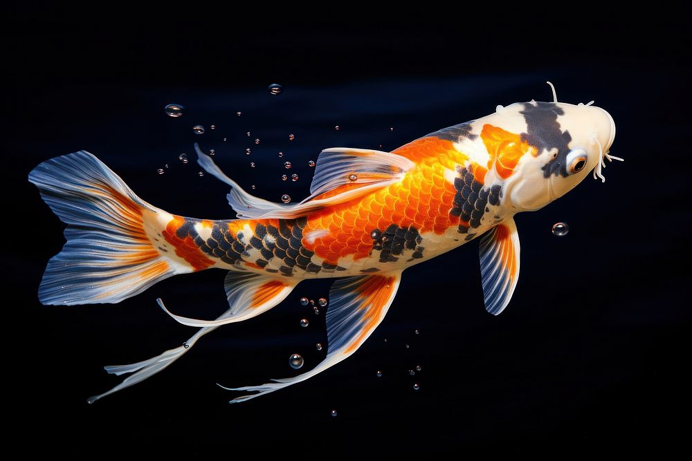 Fish koi animal carp. AI generated Image by rawpixel.