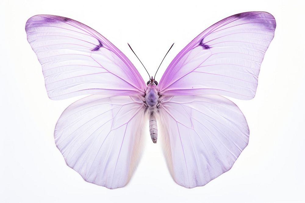 Butterfly animal insect lilac. AI generated Image by rawpixel.
