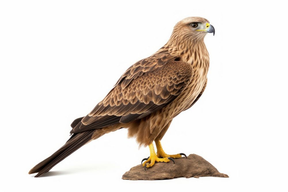 Bird buzzard animal beak. AI generated Image by rawpixel.