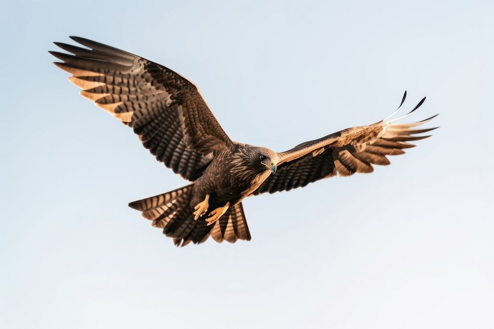 Flying bird buzzard vulture. 