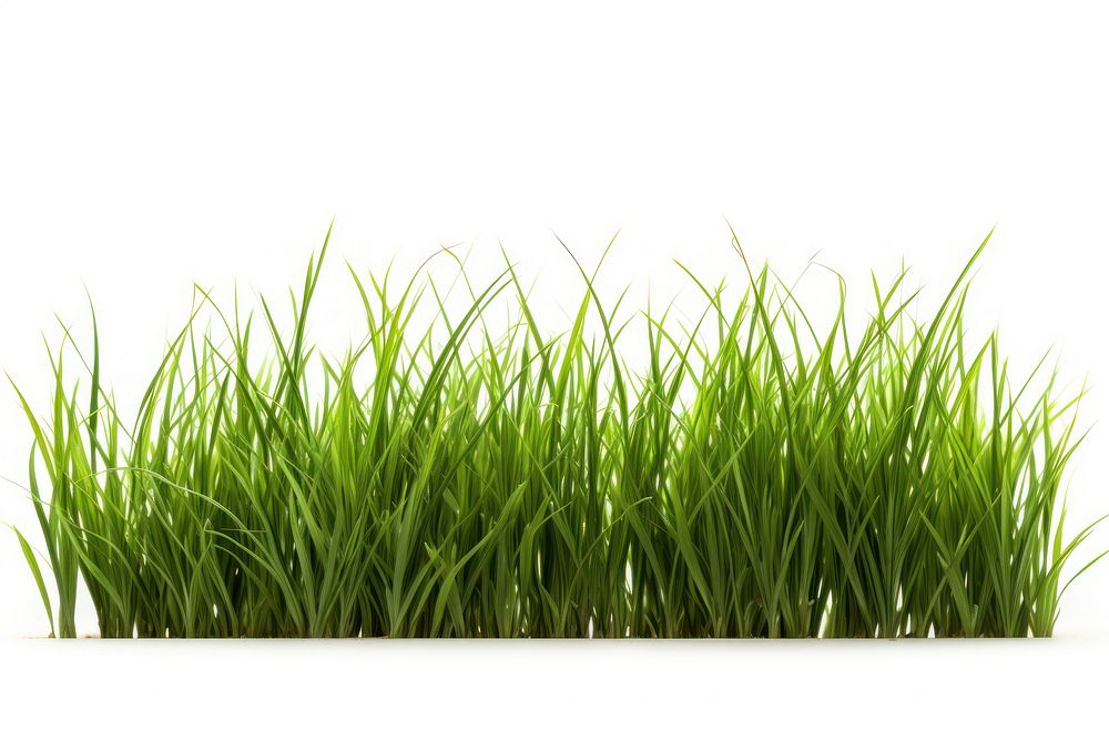 Grass plant lawn white background. AI generated Image by rawpixel.