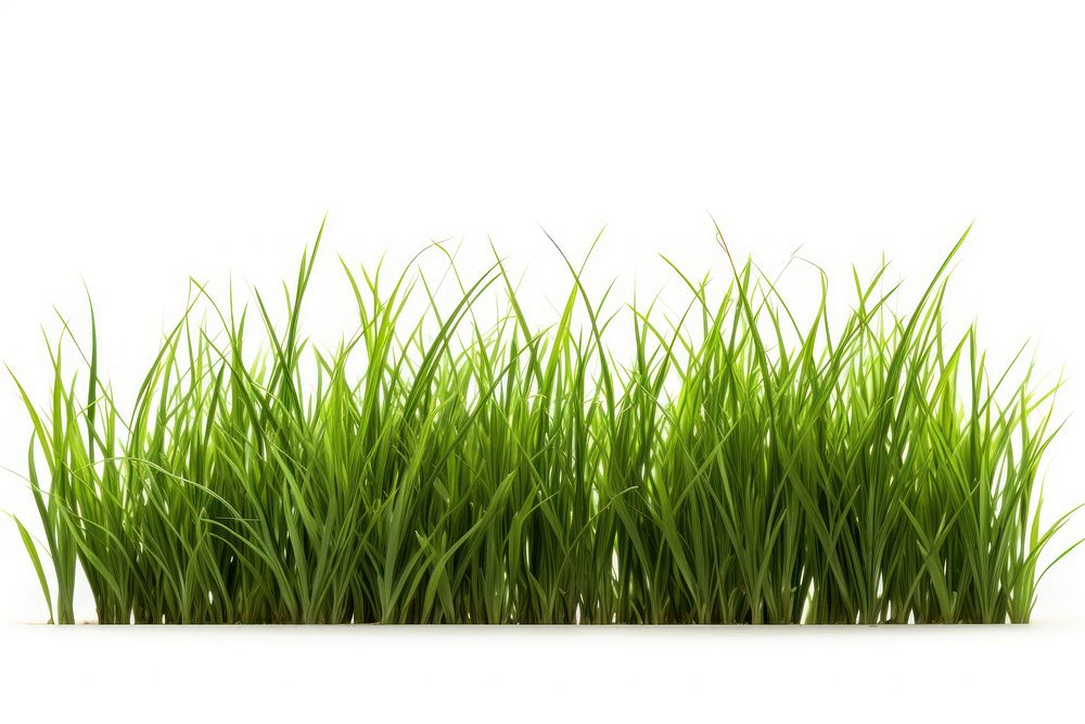 Grass plant lawn white background. 