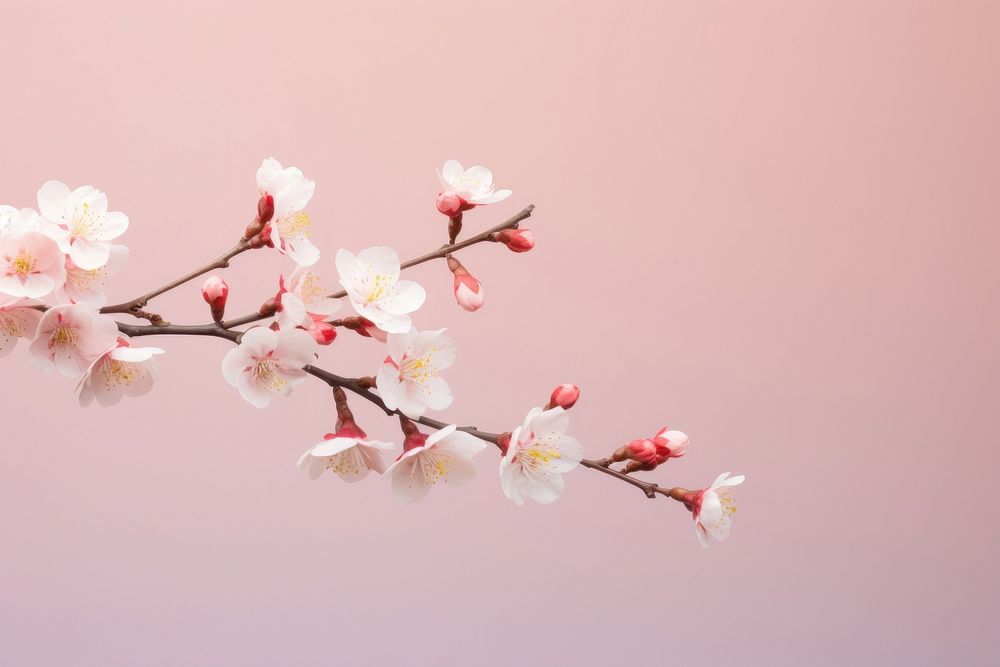 Blossom flower branch cherry. 