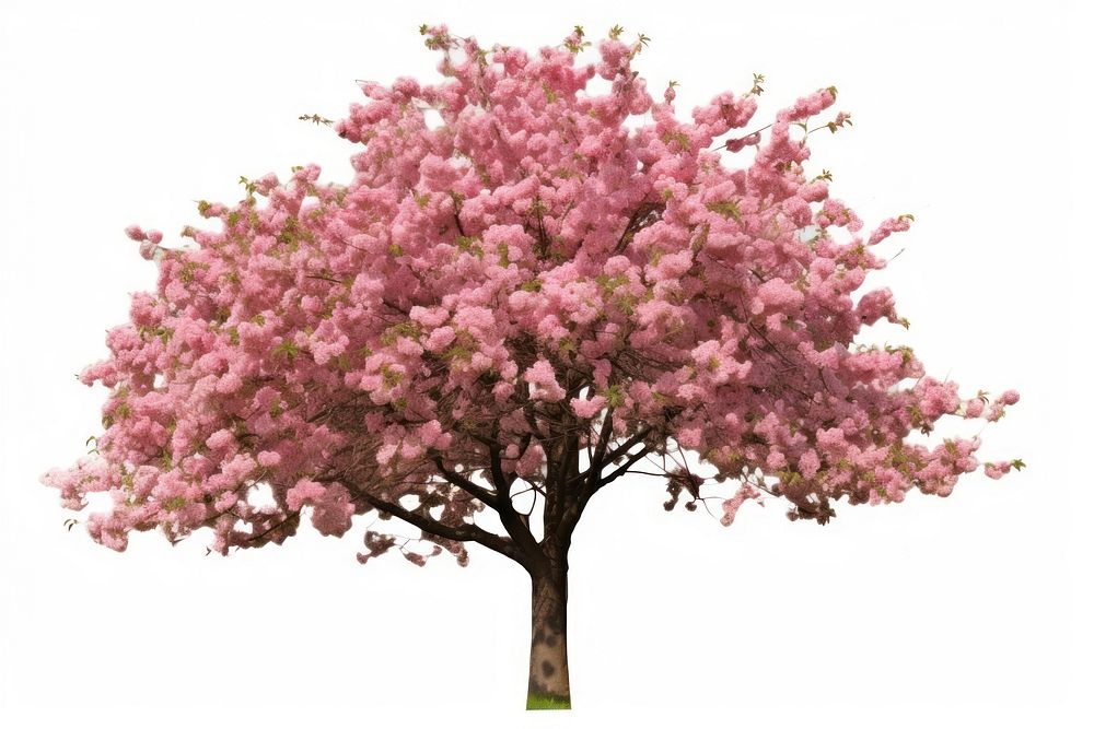 Flower tree blossom cherry. AI generated Image by rawpixel.