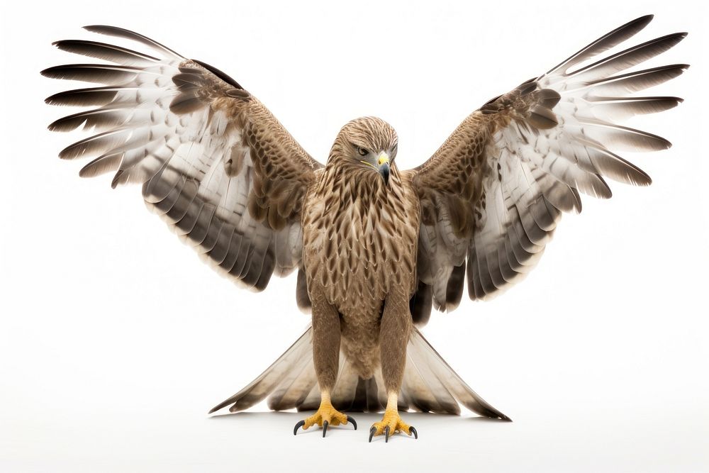 Buzzard vulture animal bird. AI generated Image by rawpixel.