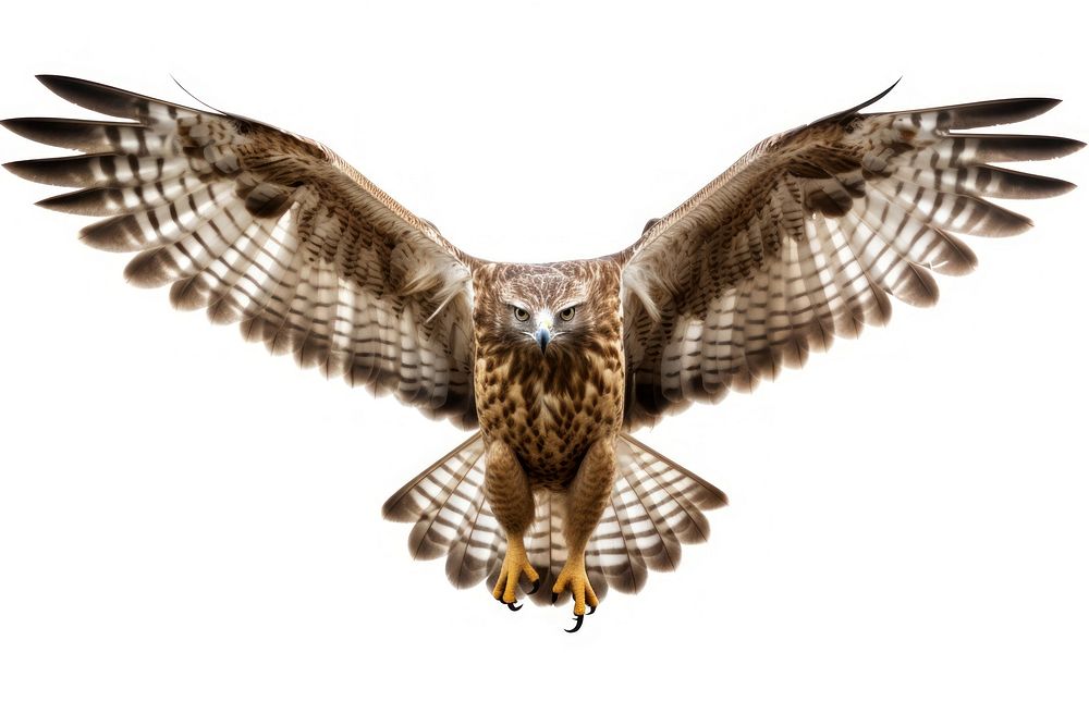 Honey buzzard animal flying bird. AI generated Image by rawpixel.