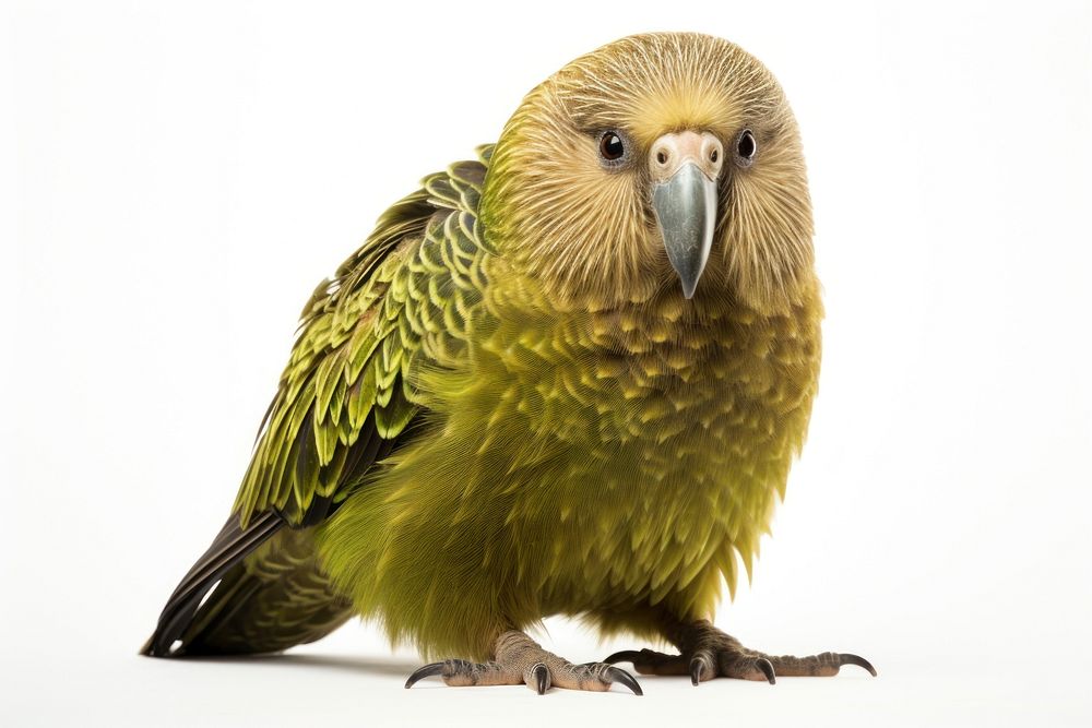 Animal parrot beak bird. AI generated Image by rawpixel.