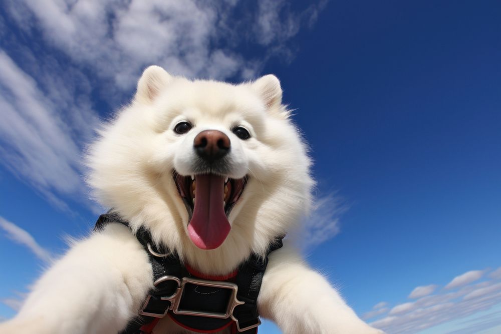 Samoyed mammal animal dog. | Free Photo - rawpixel