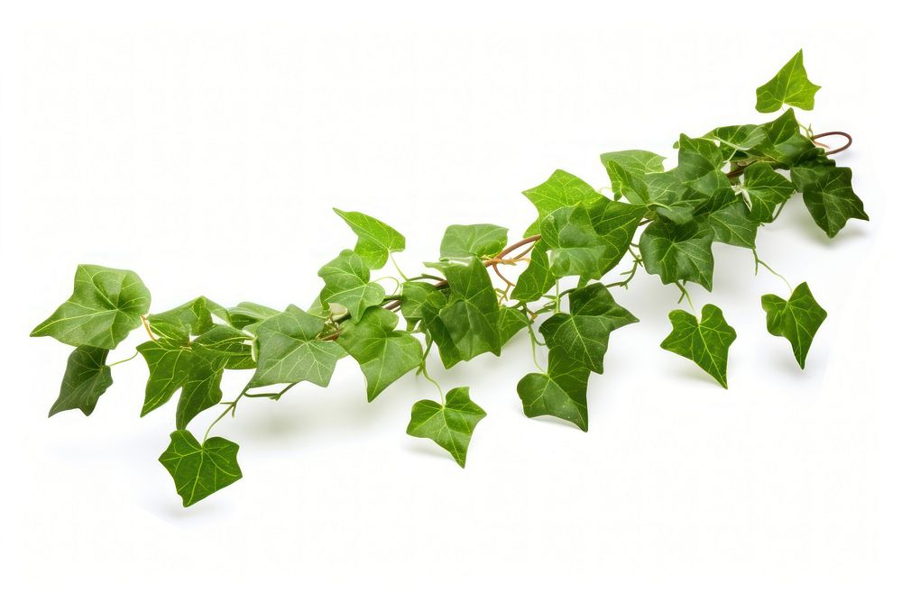 Ivy plant leaf vine. AI generated Image by rawpixel.