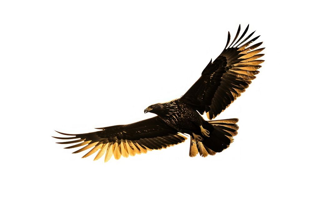 Honey buzzard flying vulture animal. AI generated Image by rawpixel.