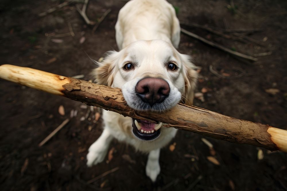 Wood dog animal mammal. 