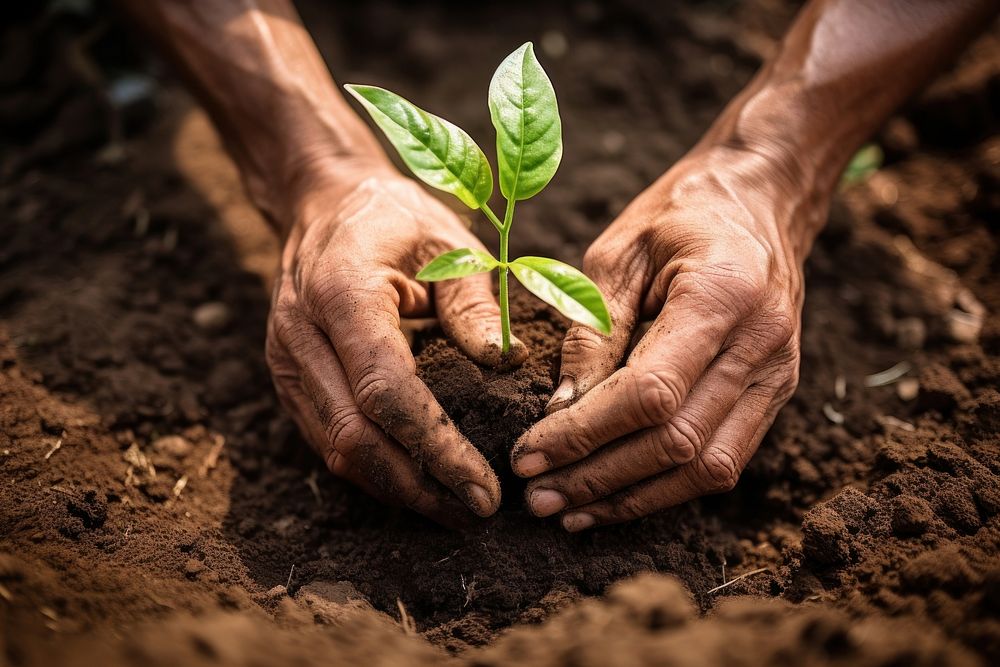 Planting soil gardening outdoors. 