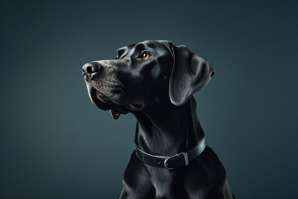 Dog animal mammal collar. AI generated Image by rawpixel.