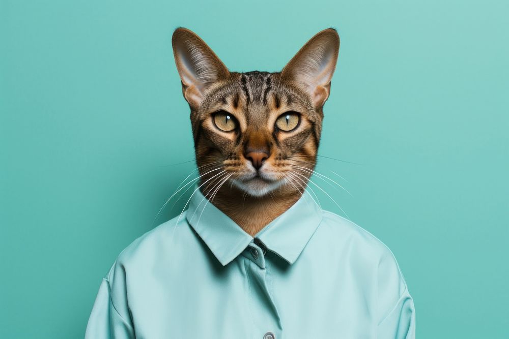 Pet apparel animal mammal. AI generated Image by rawpixel.