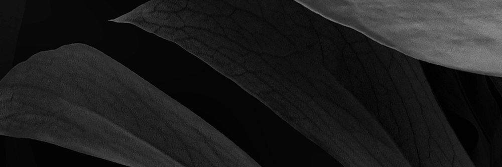 Black botanical, leaf background for banner